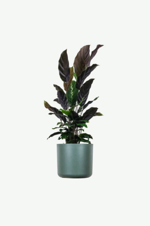 Home plants ecommerce product featured img 18