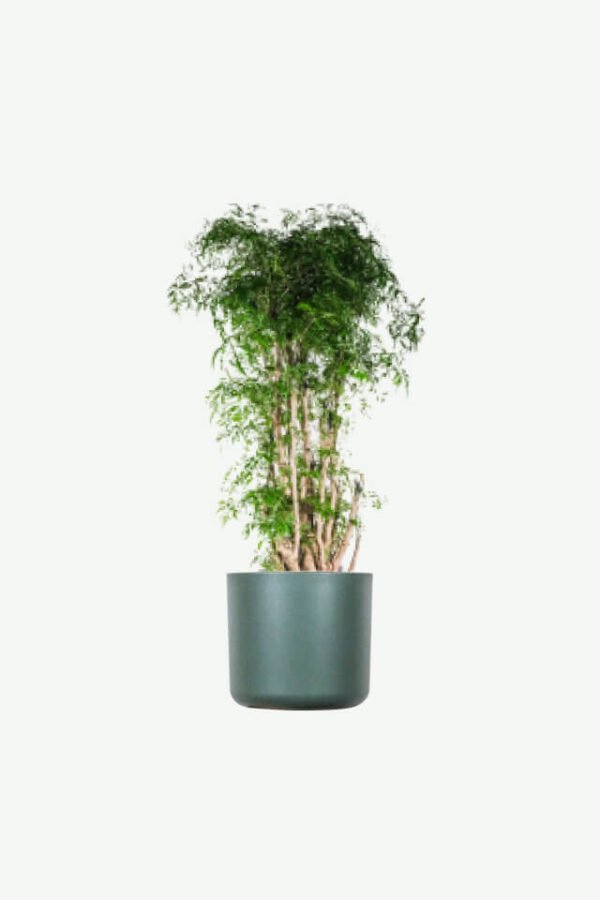 Home plants ecommerce product featured img 19